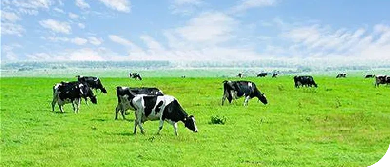 page-800-343 Imported Milk